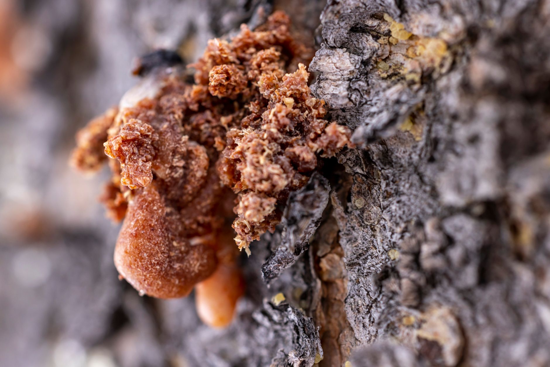 Raw frankincense resin displayed for sale at a traditional Arabian market stall