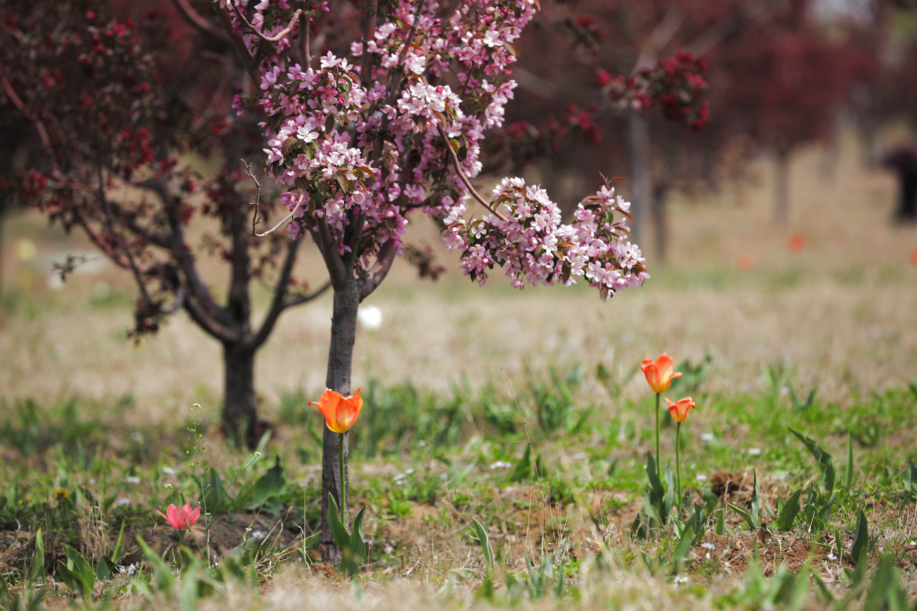 Pink and white fruit tree blossoms covering terraced hillside orchards in spring