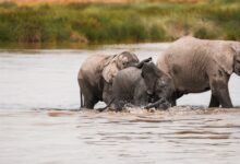 A large herd of African elephants crossing a river in southern Africa
