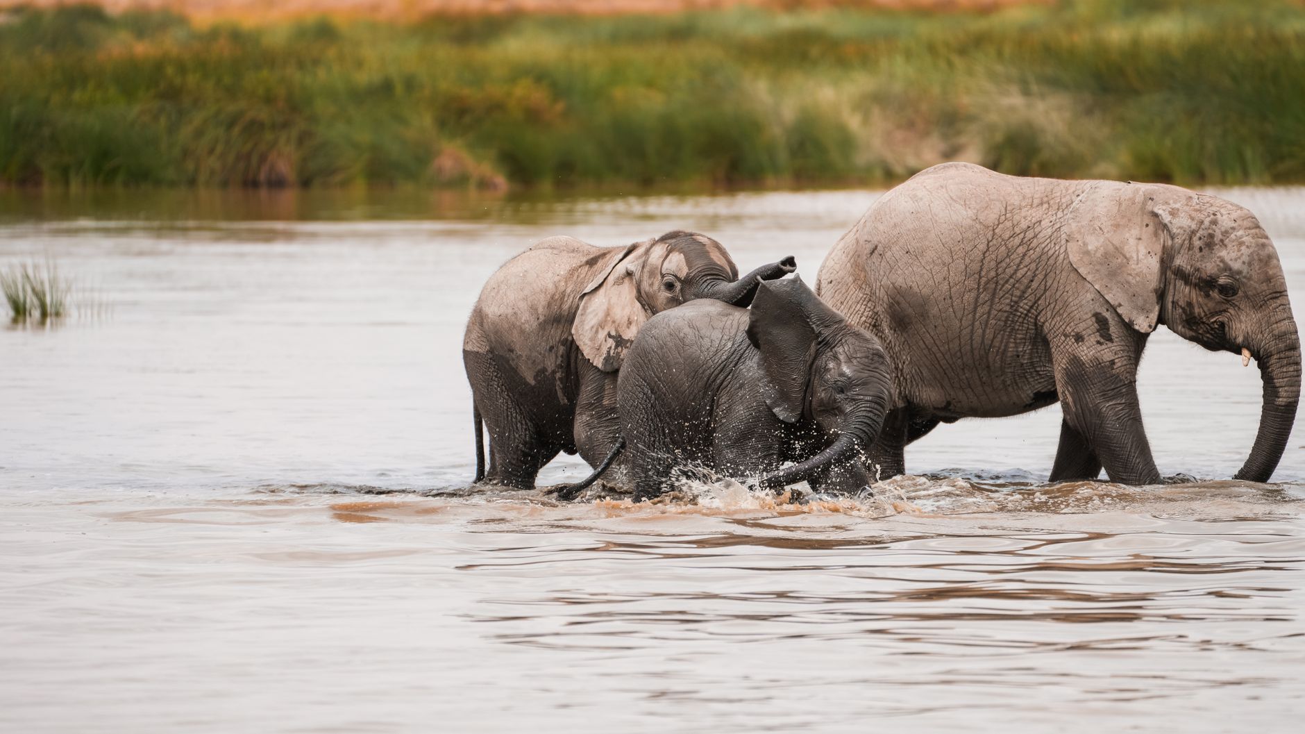A large herd of African elephants crossing a river in southern Africa