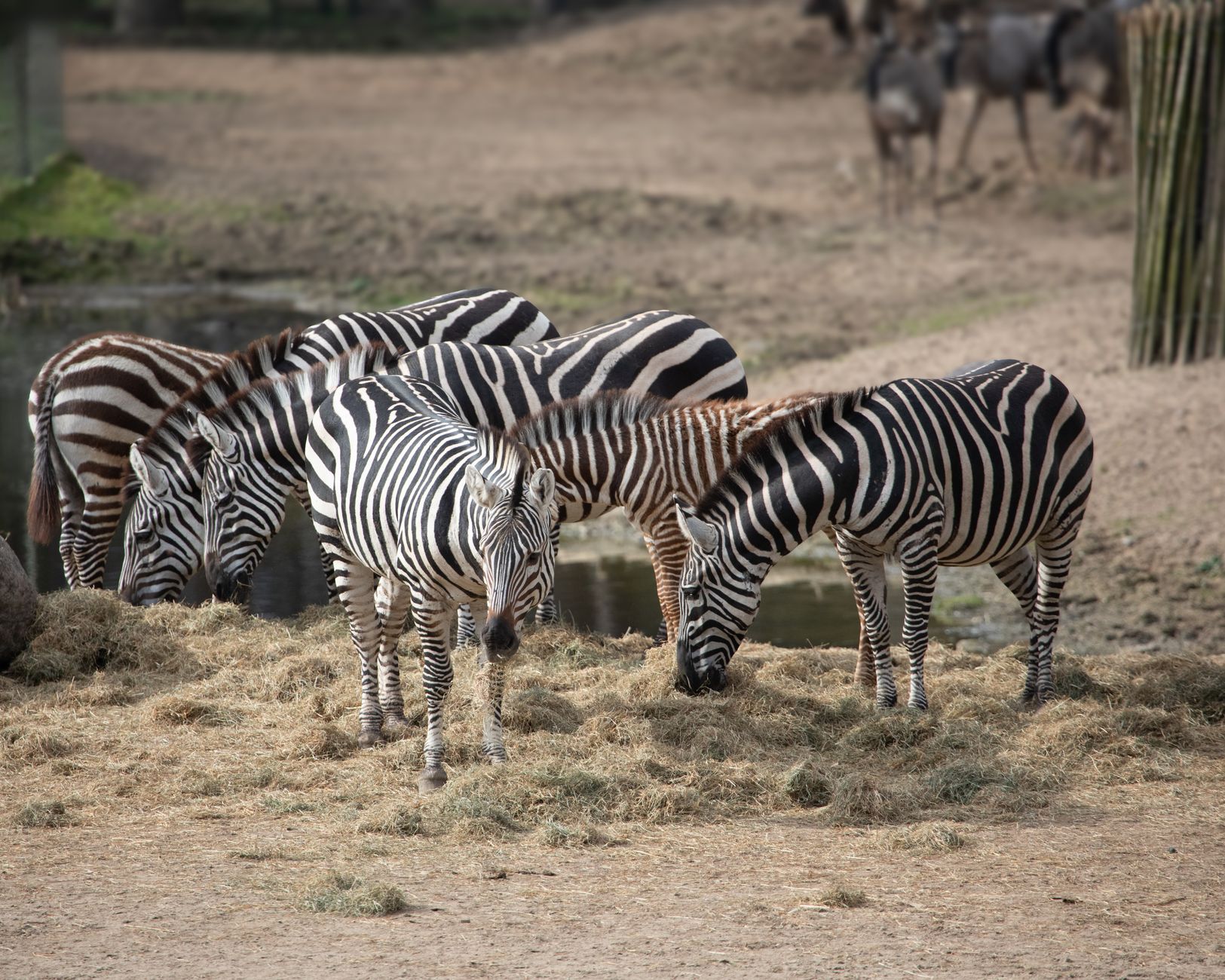 Wide open African grassland plain under a large sky, typical of Zambia's Liuwa Plain National Park