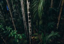 Dense rainforest canopy viewed from above in a montane forest