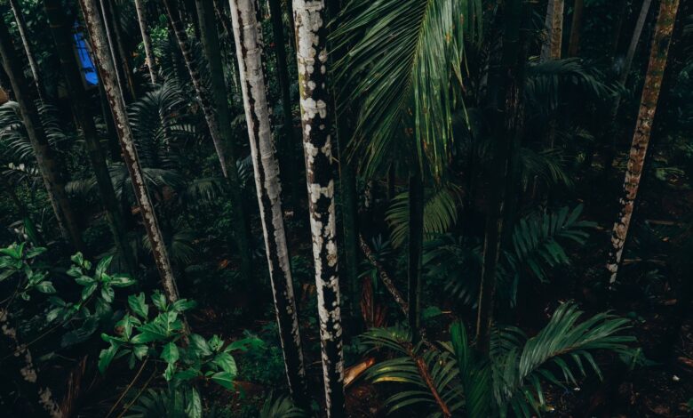 Dense rainforest canopy viewed from above in a montane forest