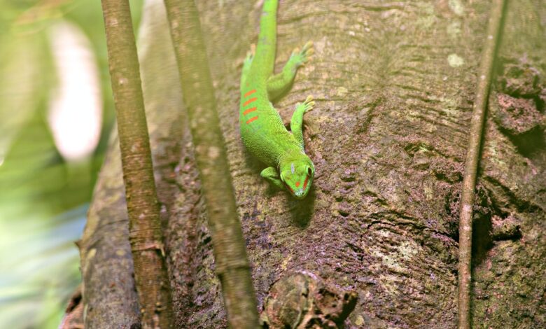 Dense coastal rainforest on the Masoala Peninsula, Madagascar