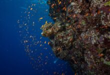 Vertical coral reef wall covered in sea fans and soft corals in the Red Sea