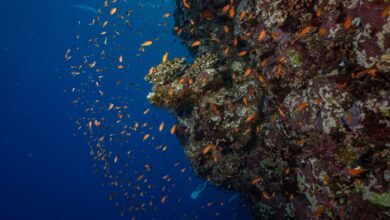 Vertical coral reef wall covered in sea fans and soft corals in the Red Sea