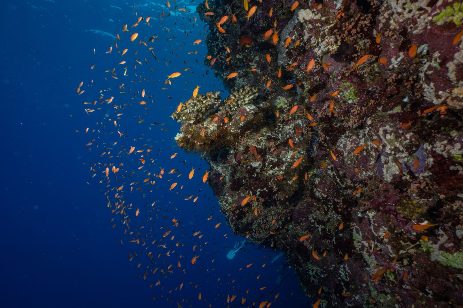 Vertical coral reef wall covered in sea fans and soft corals in the Red Sea