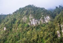 Dense tropical forest rising into mountain terrain along a lake shoreline in East Africa