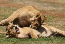 A pride of lions resting in dry savanna grassland in Tanzania