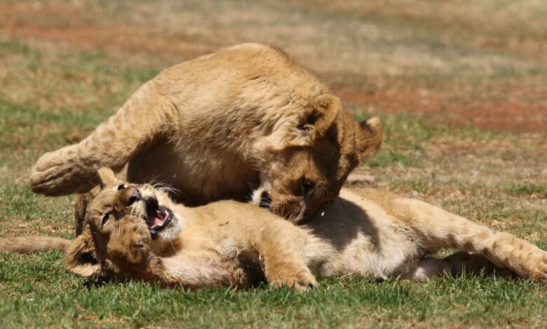A pride of lions resting in dry savanna grassland in Tanzania
