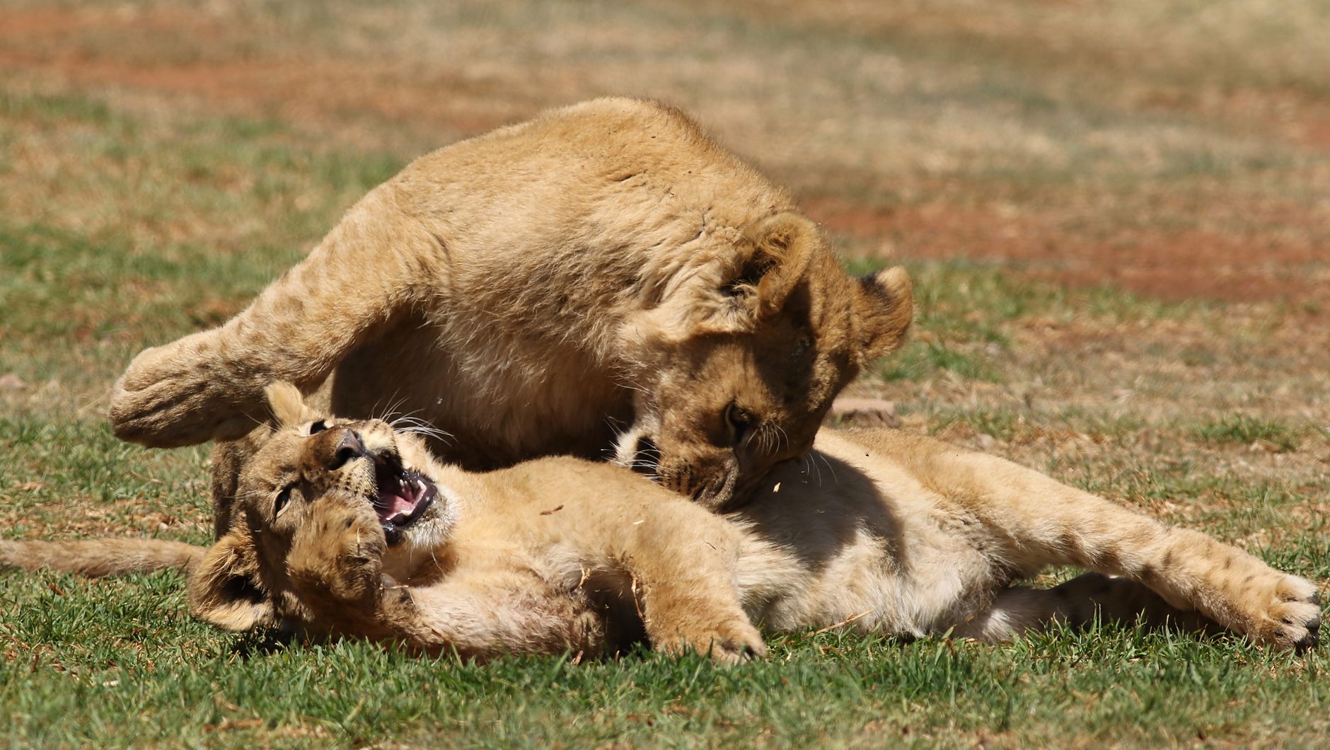 A pride of lions resting in dry savanna grassland in Tanzania