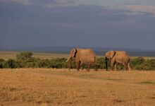 Dry acacia woodland landscape in Kenya's northern frontier region