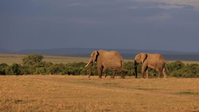 Dry acacia woodland landscape in Kenya's northern frontier region