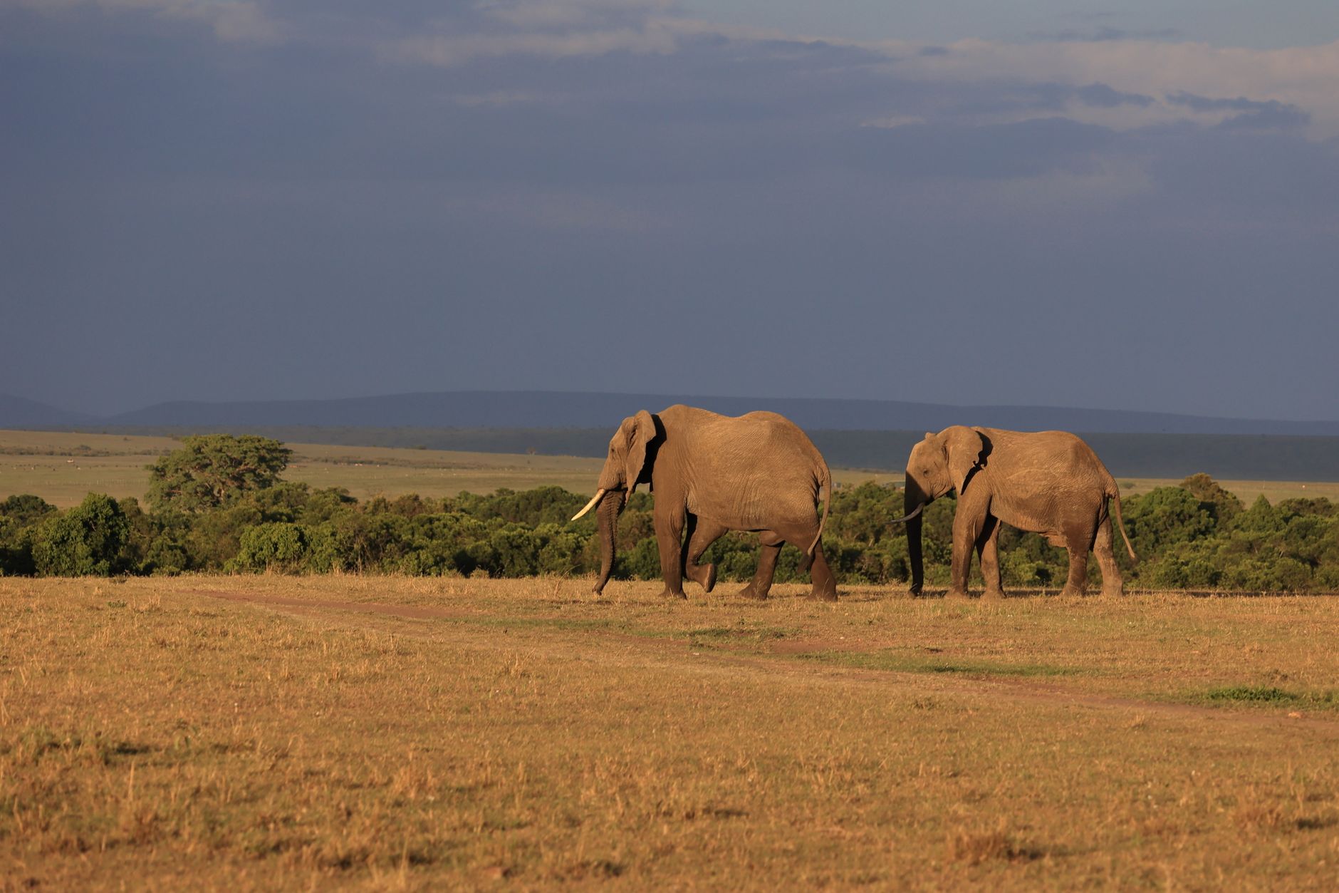 Dry acacia woodland landscape in Kenya's northern frontier region