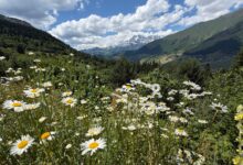Wide alpine meadow covered in wildflowers under overcast skies, resembling Dzukou Valley's highland landscape