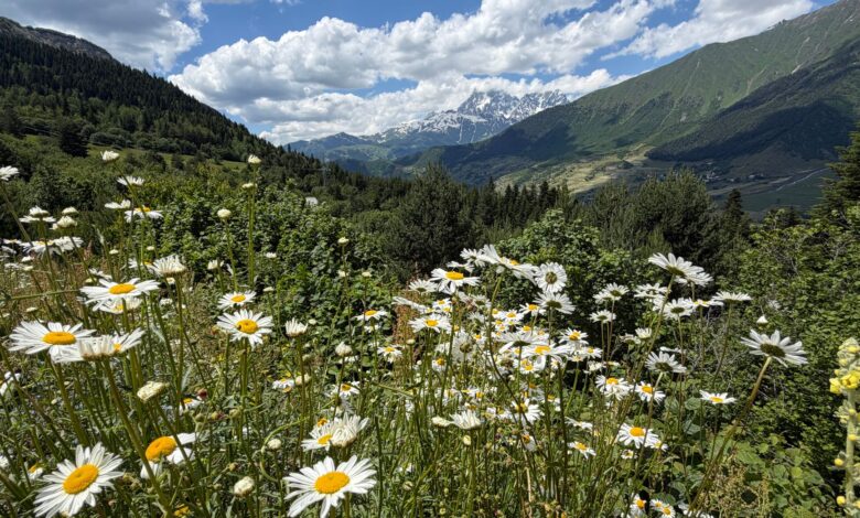 Wide alpine meadow covered in wildflowers under overcast skies, resembling Dzukou Valley's highland landscape