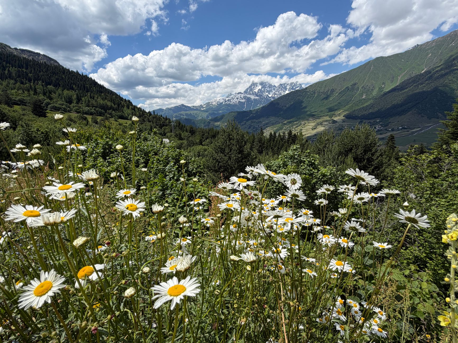 Wide alpine meadow covered in wildflowers under overcast skies, resembling Dzukou Valley's highland landscape