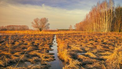 Expansive wetland landscape with tall reeds reflecting in calm water at golden hour