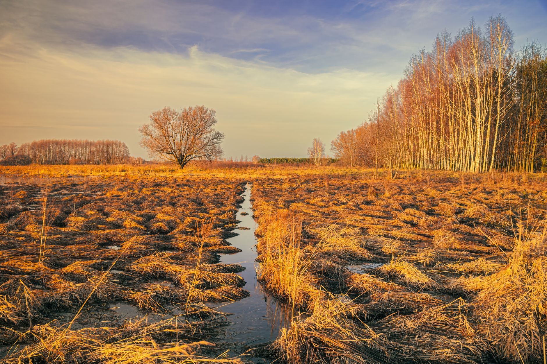 Expansive wetland landscape with tall reeds reflecting in calm water at golden hour