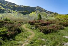 Narrow hiking trail winding through a green alpine mountain landscape