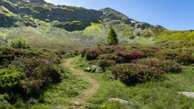 Narrow hiking trail winding through a green alpine mountain landscape