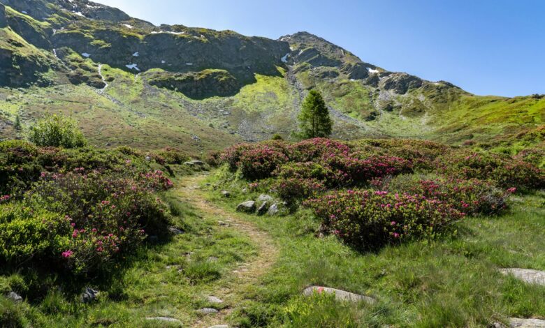 Narrow hiking trail winding through a green alpine mountain landscape