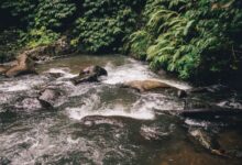 A slow wide river cutting through dense tropical rainforest in Papua New Guinea