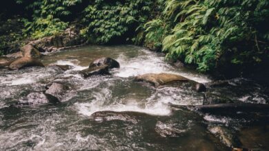 A slow wide river cutting through dense tropical rainforest in Papua New Guinea