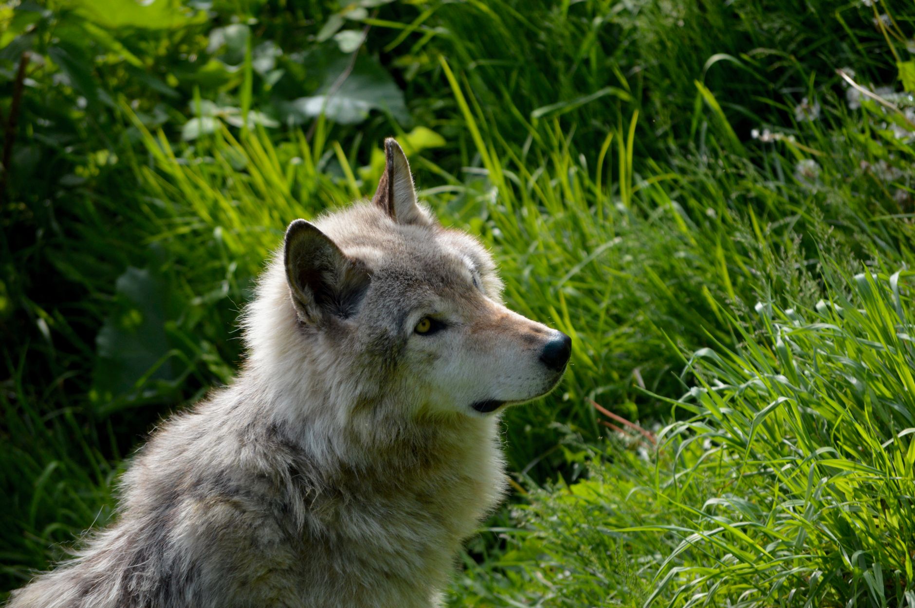 A slender wild wolf moving through open grassland in early morning light
