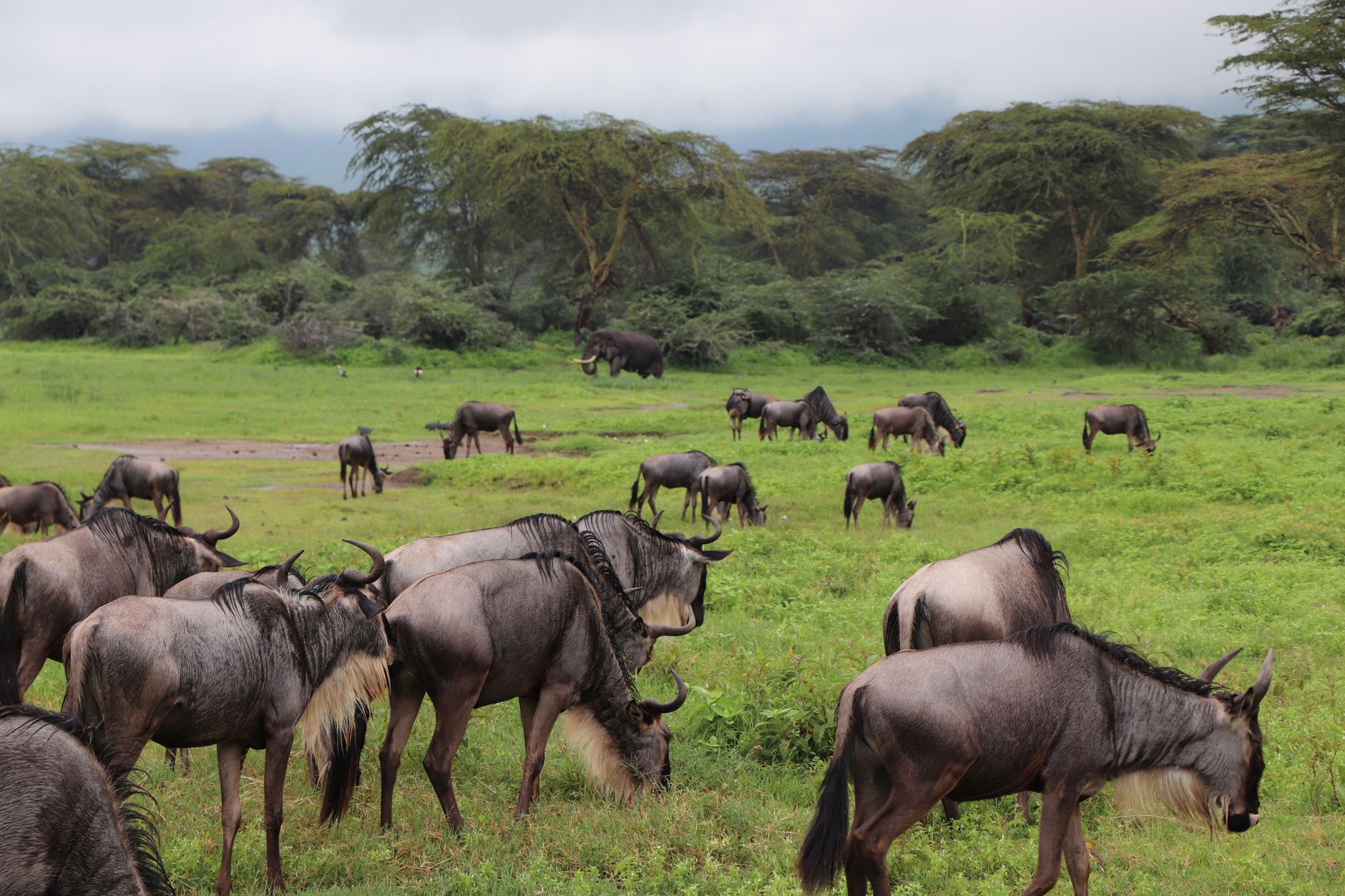 Large herd of wildebeest moving across flat open grassland during migration season