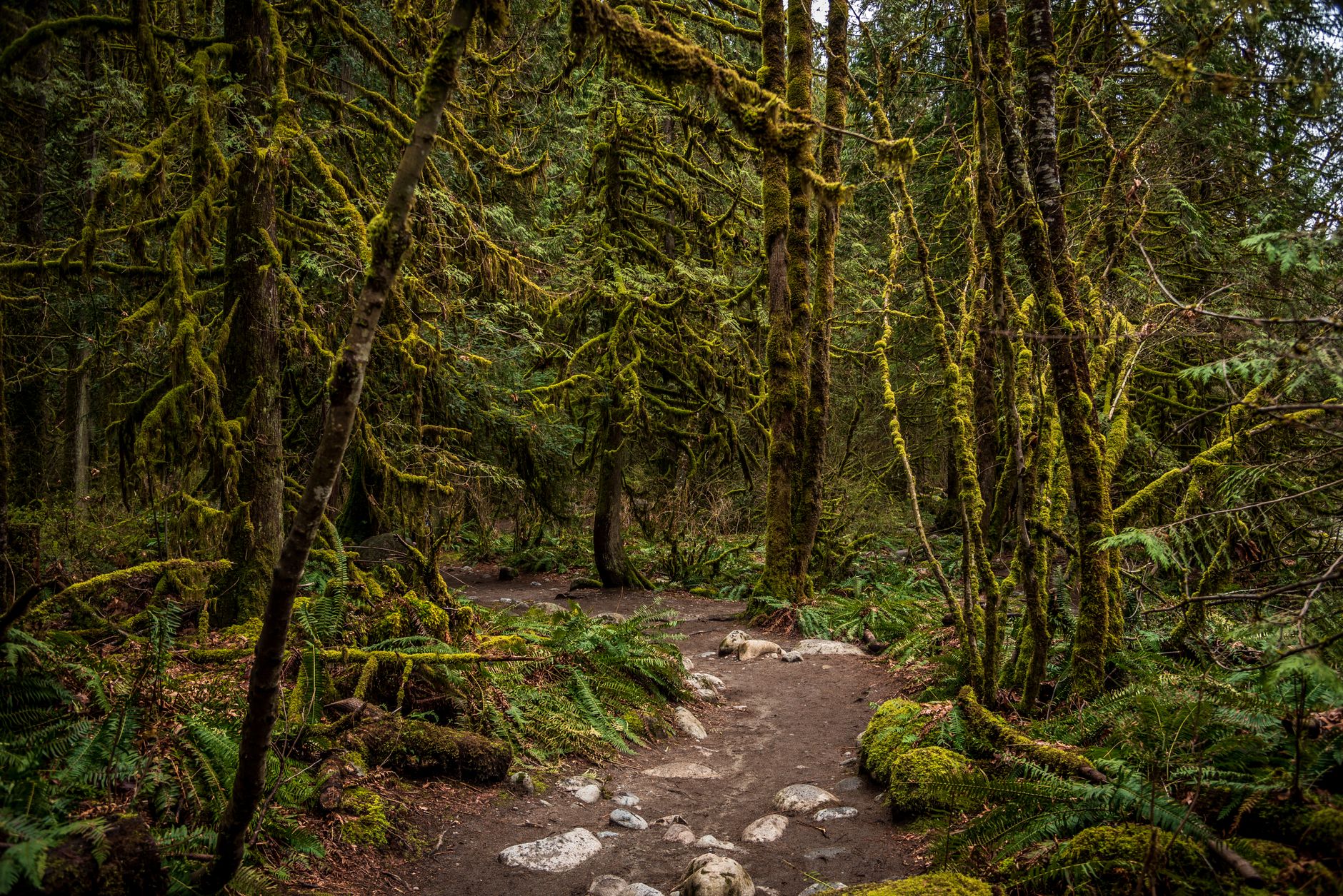 A trekking trail through thick rainforest vegetation with dappled light filtering through the canopy