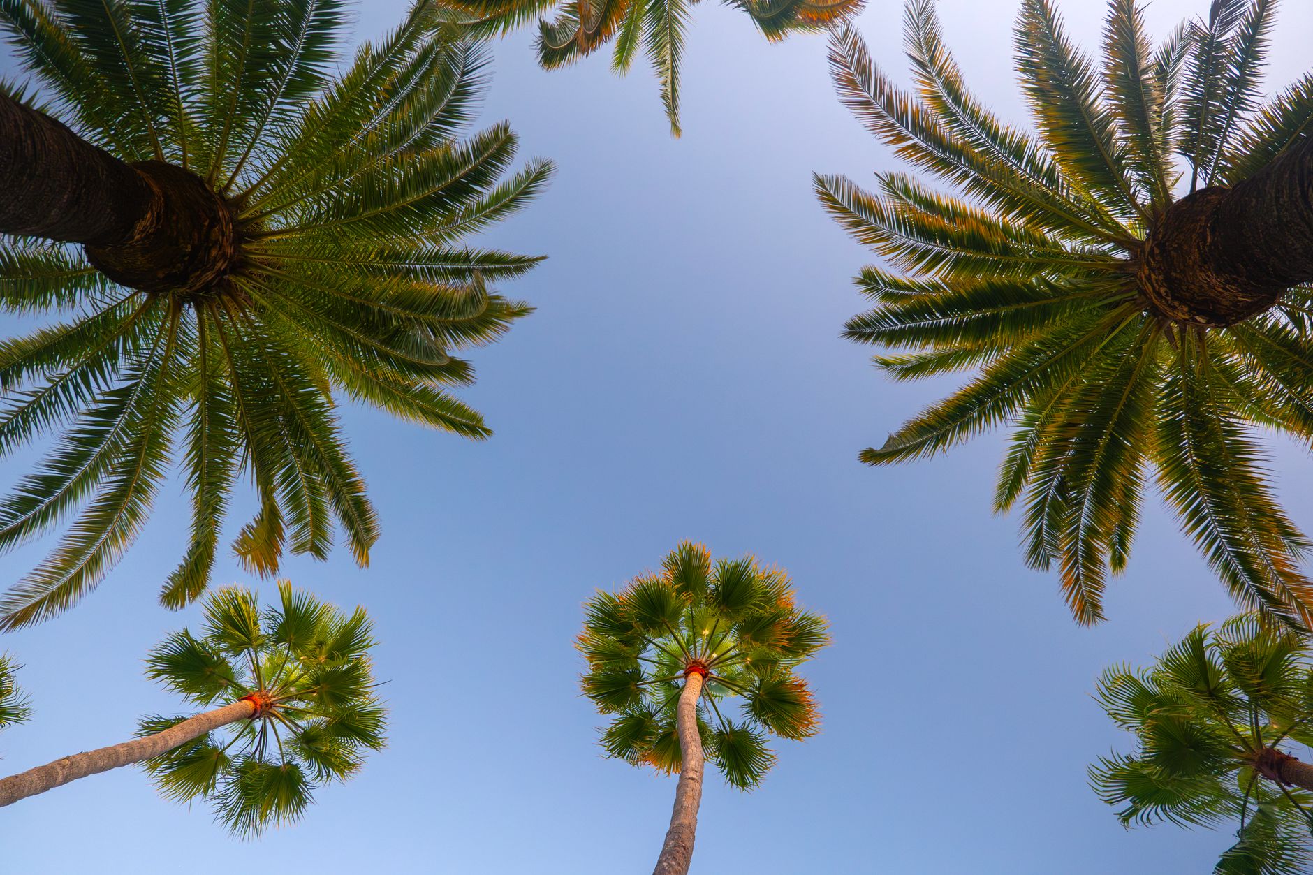 Date palms and green vegetation surrounding a desert oasis with stone walls