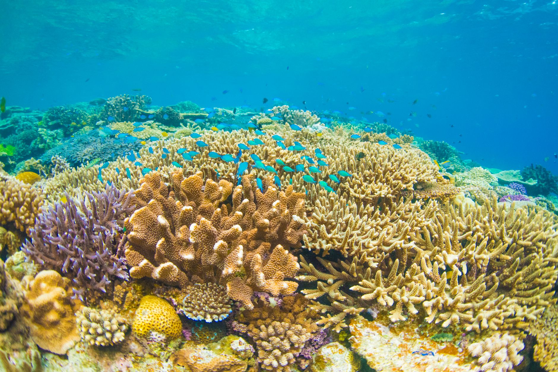Snorkeler exploring a healthy coral reef in clear turquoise tropical water