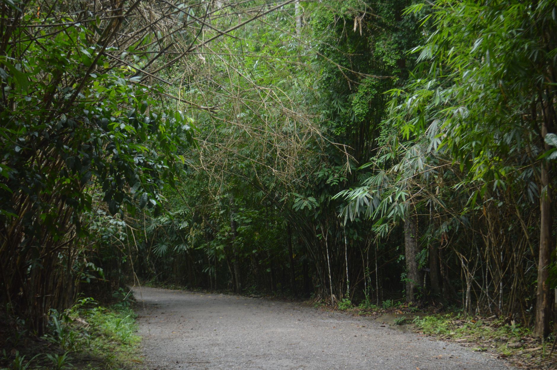 A narrow hiking trail cutting through dense tropical rainforest