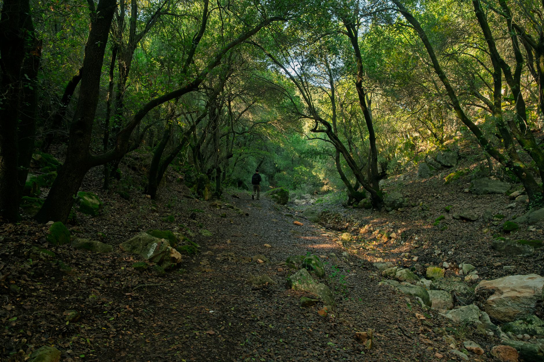 A hiking trail winding through a dense walnut and fruit tree forest