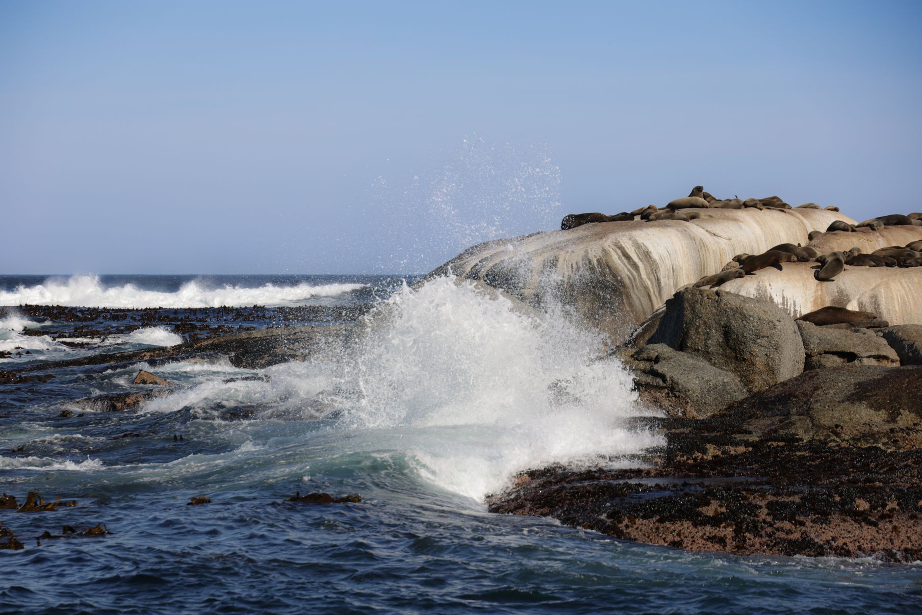 A large fur seal colony gathered on a rocky Atlantic coastline in Namibia