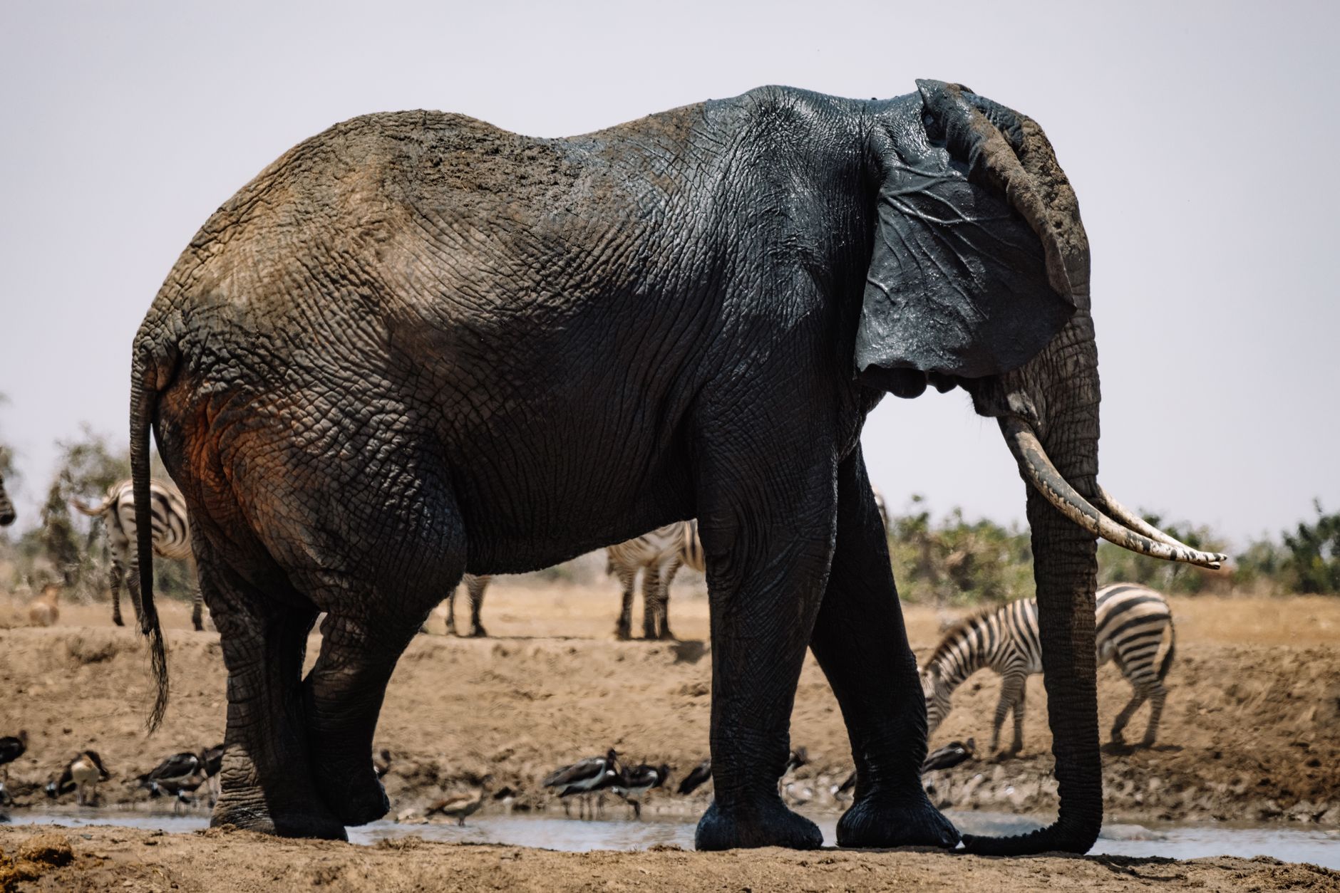 Elephants and buffalo gathering at a waterhole on the African savanna during dry season
