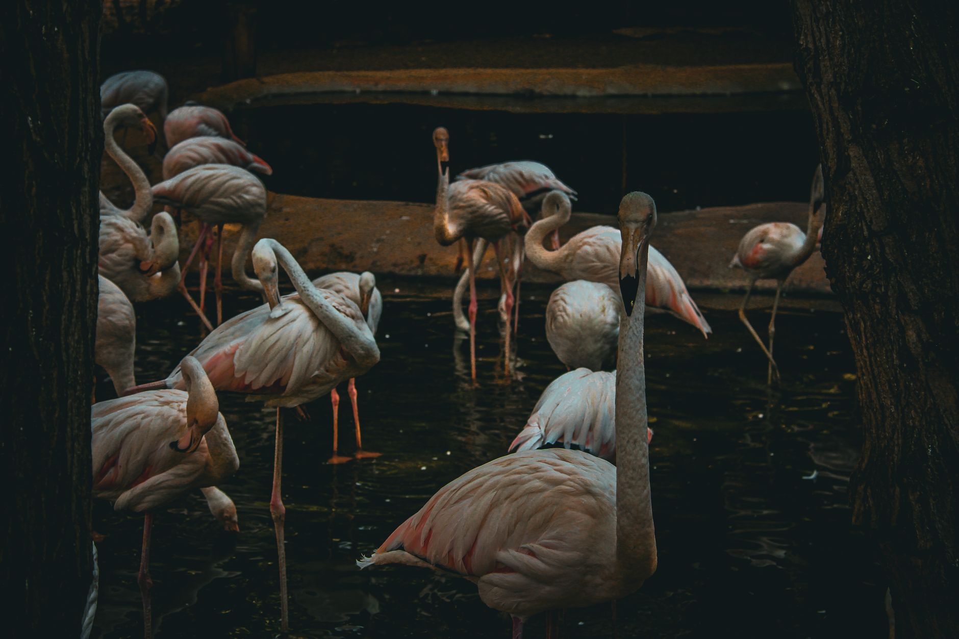 Large flock of pink flamingos wading in shallow mineral-rich water at a seasonal wetland