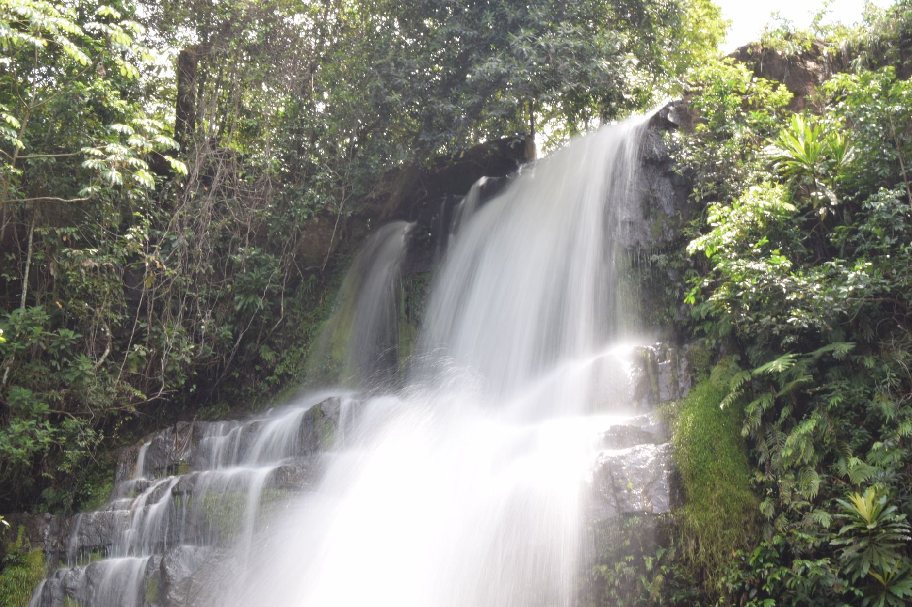 Waterfall emerging from misty tropical cloud forest vegetation
