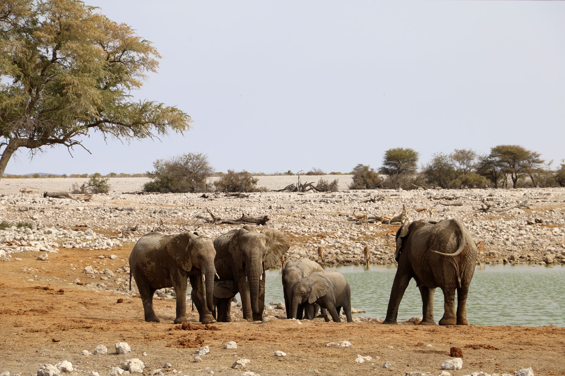 Wildlife gathering at a waterhole at dusk during dry season in southern Africa
