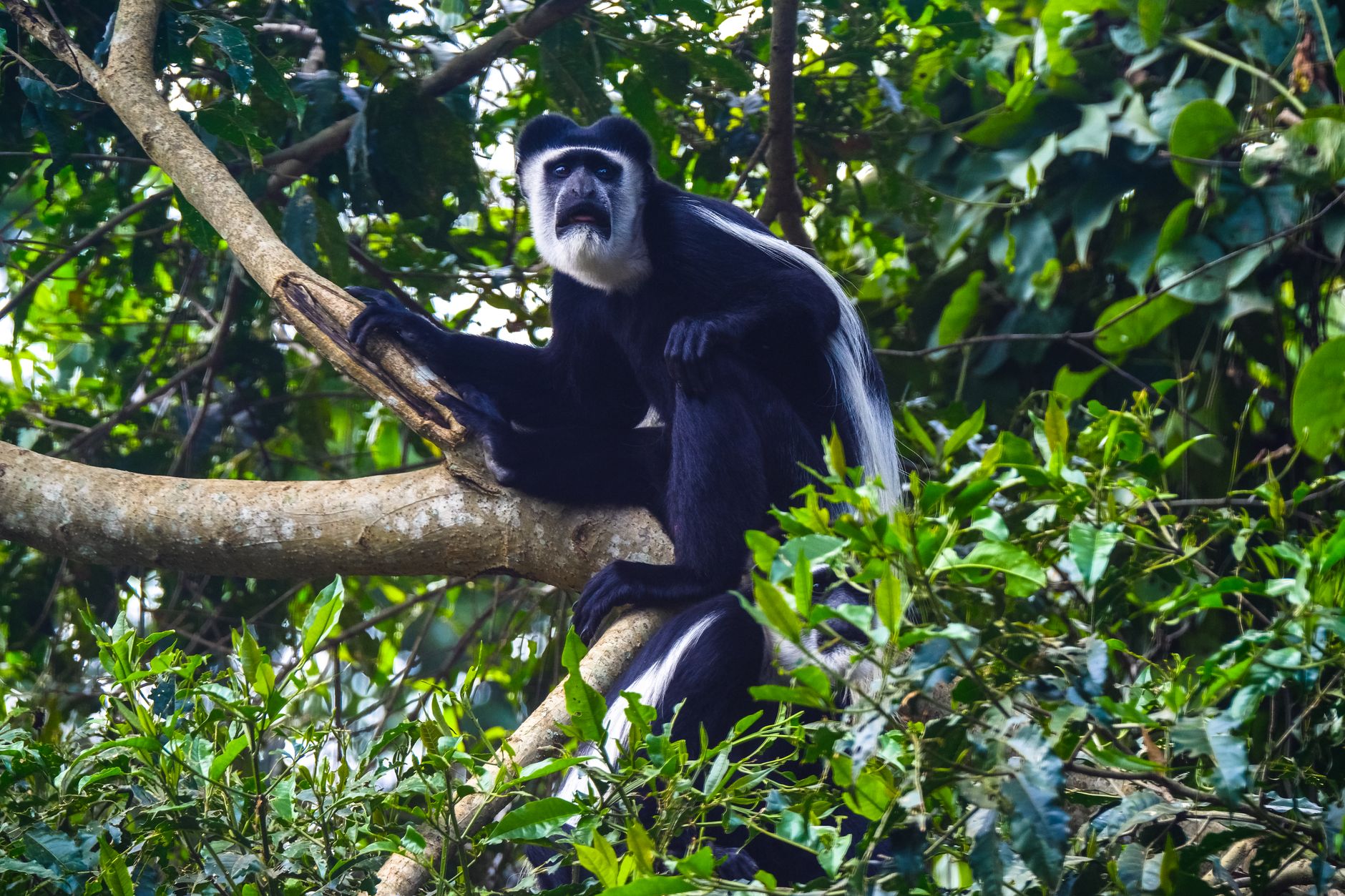 Black and white colobus monkey perched in forest treetops
