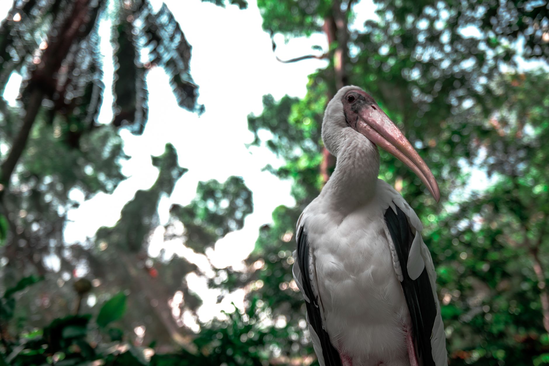Colorful tropical birds perched in dense rainforest foliage