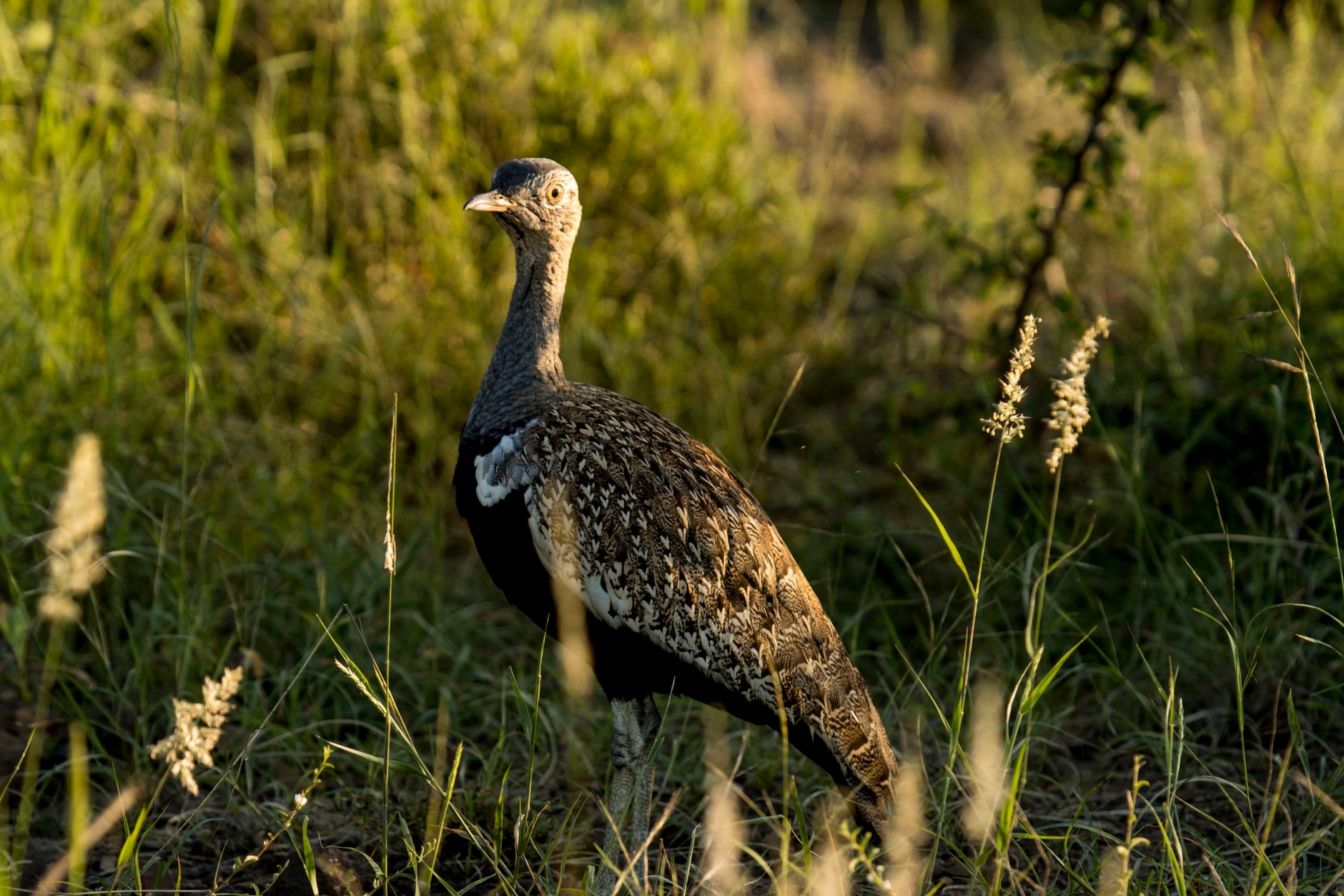 Large wading birds standing in a flooded tropical savanna at dusk