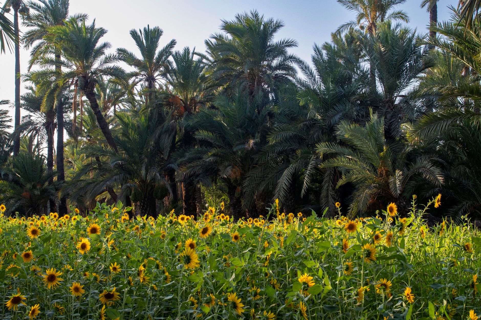 Dense palm grove in a North African oasis with irrigation channels running between the trees