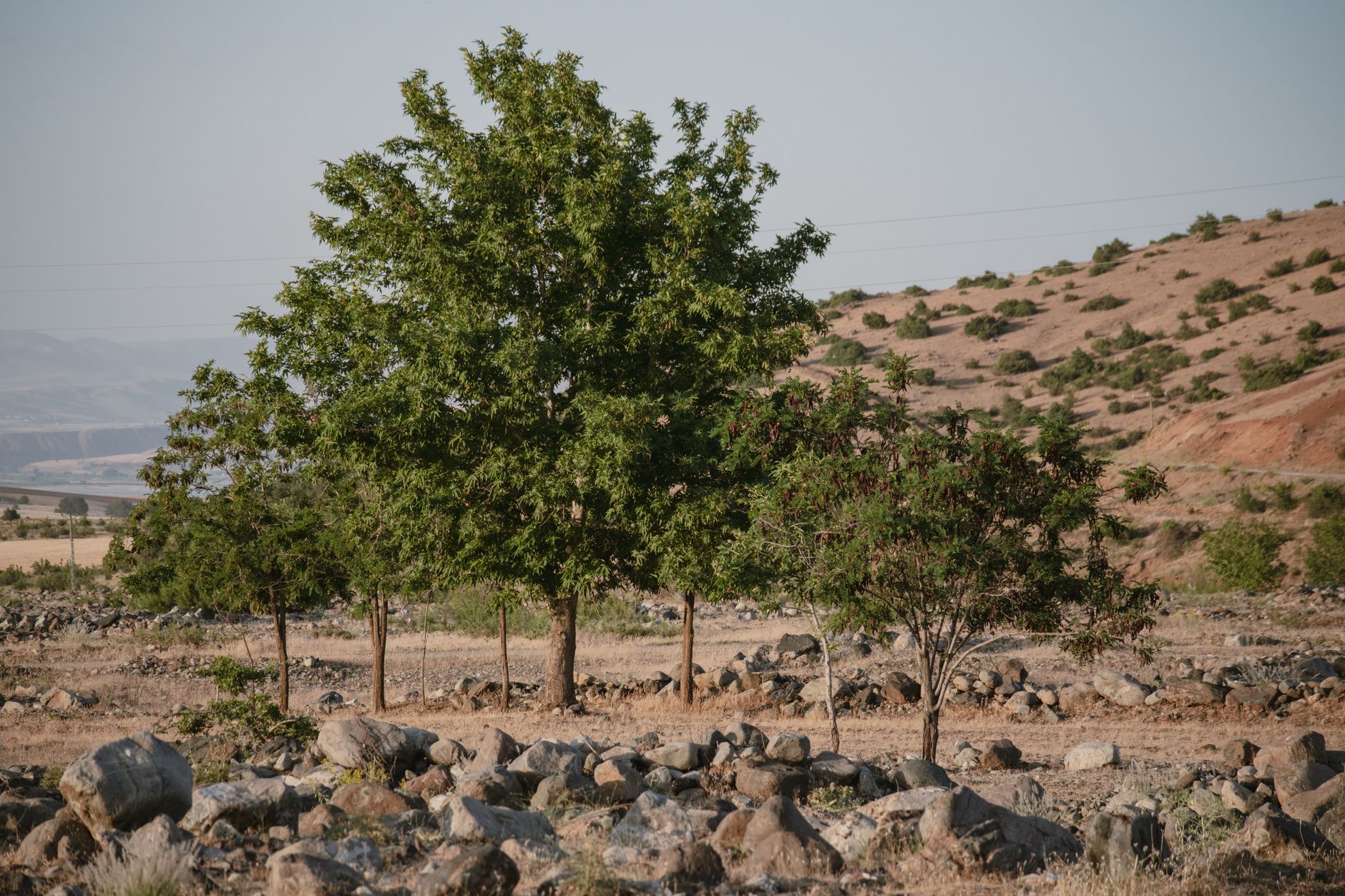Wild Boswellia sacra frankincense trees in a wadi landscape in Dhofar, Oman
