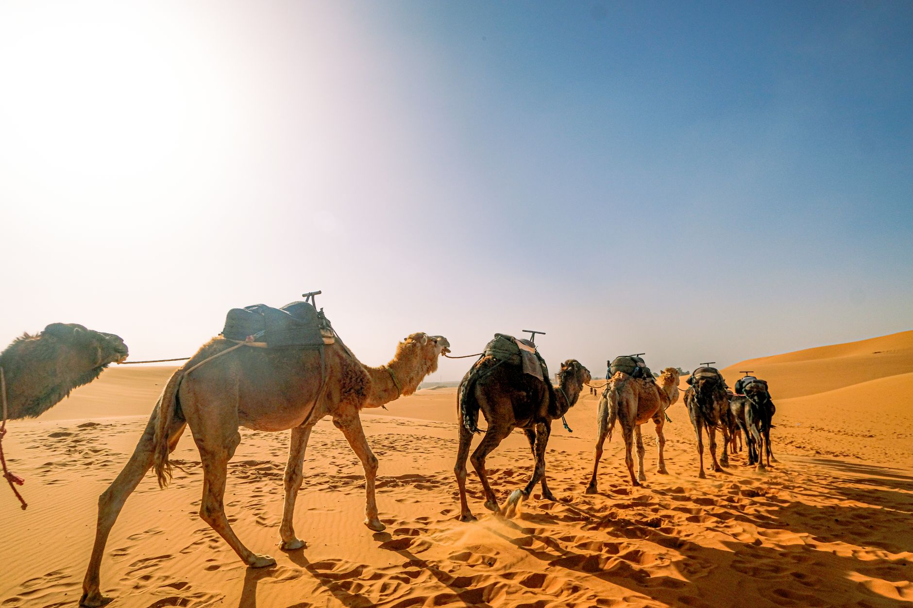 Camel caravan crossing sand dunes at the edge of the Sahara near M'hamid, Morocco