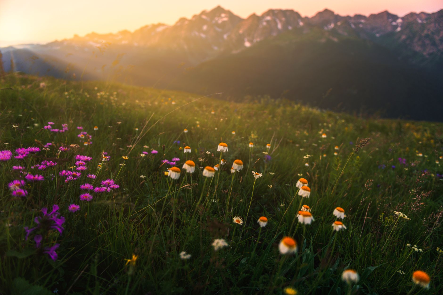 A wide alpine meadow covered in wildflowers with snow-capped peaks in the background