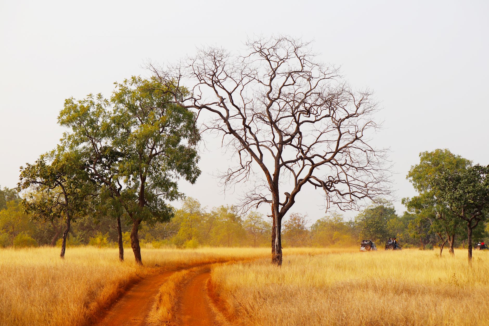 A safari vehicle parked on a dirt track in remote African bushland with open plains in the background