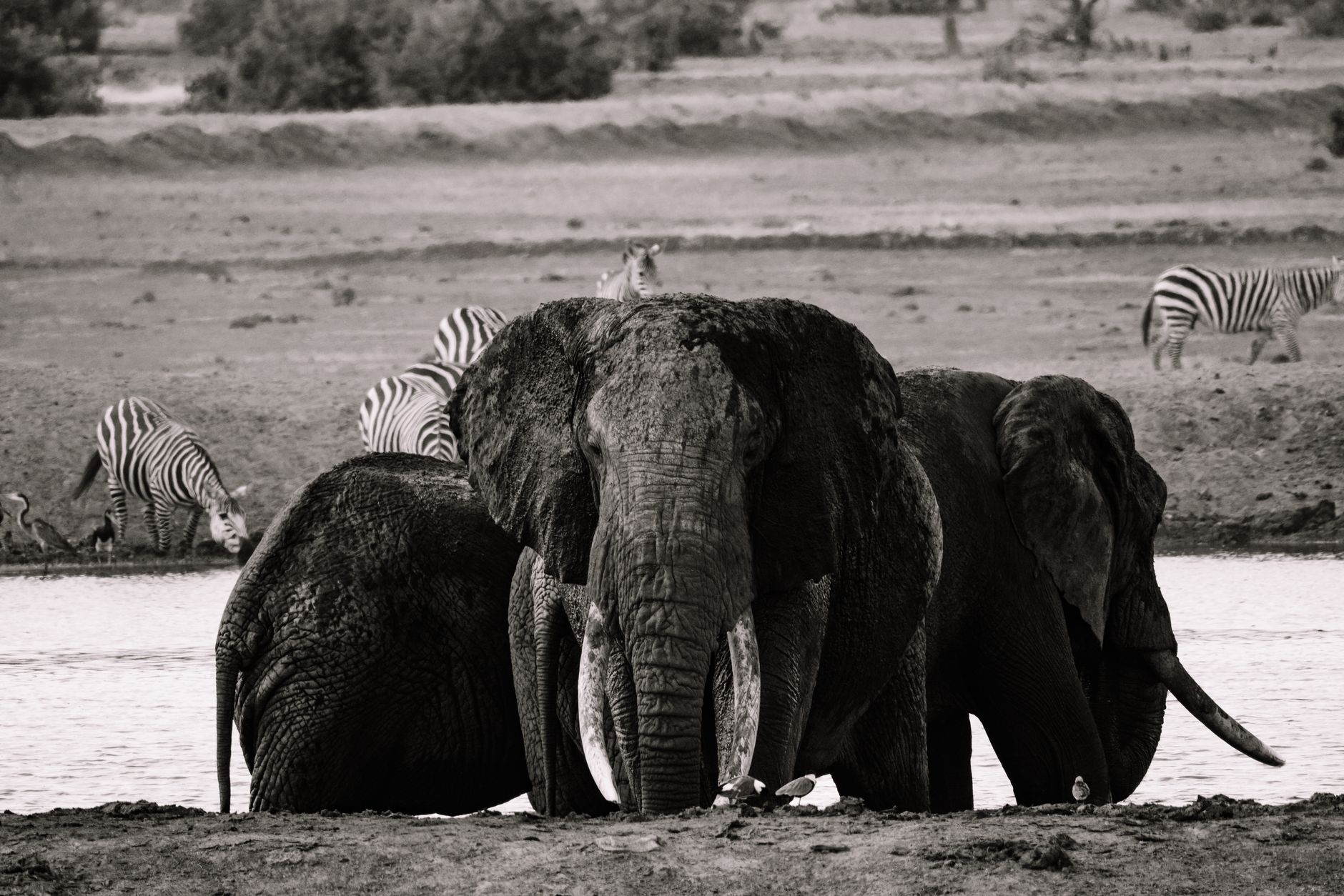 An elephant wading through shallow water along a floodplain river in southern Africa