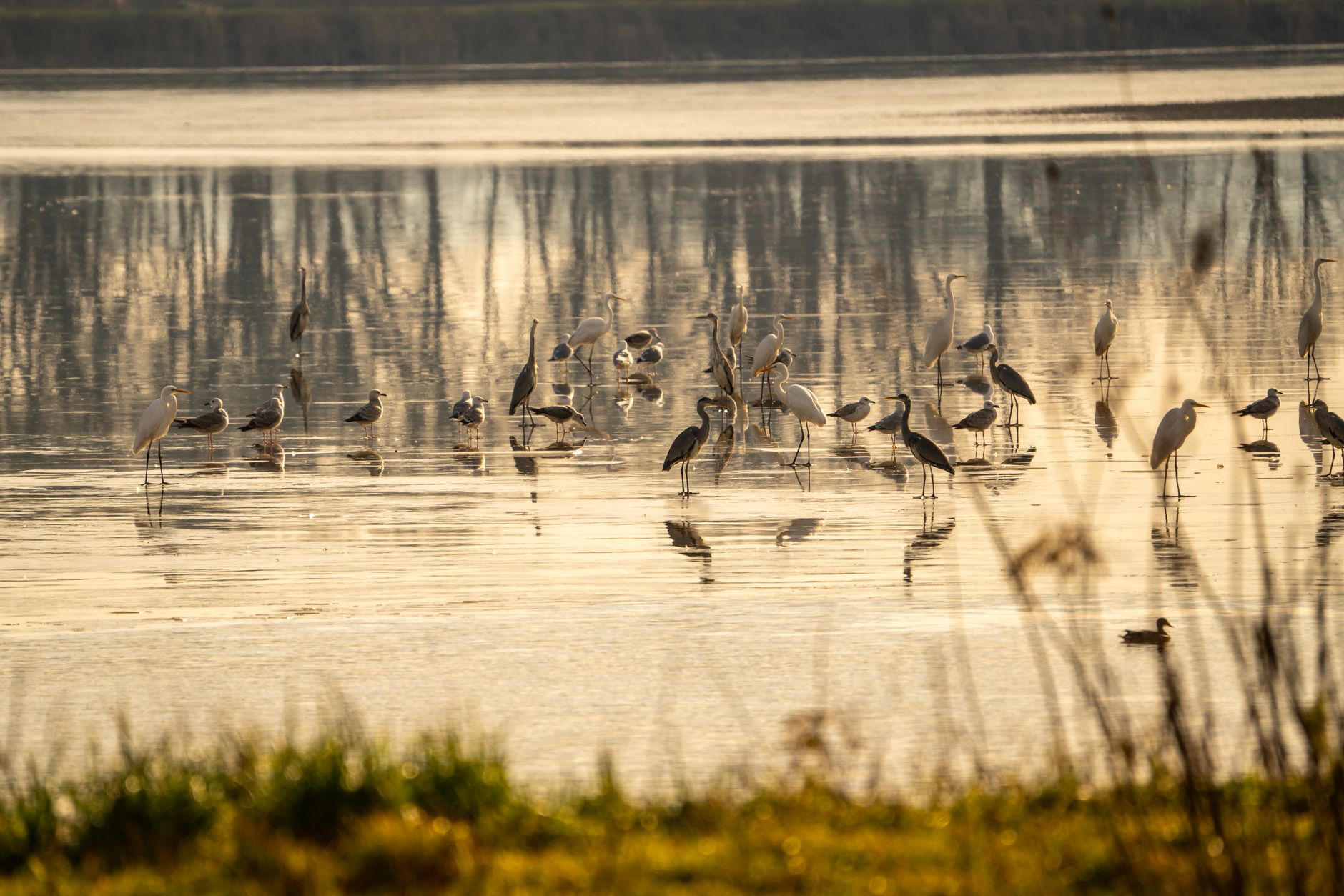 Birds gathered at a shallow wetland at sunrise, reflecting pink light across still water